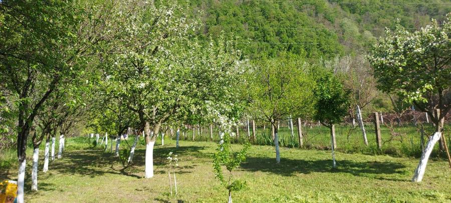 Teren intrare Herculane,E 70 Herculane-Orsova - 4