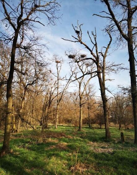 20 Ha Padure stejar la 10 km de Pitești - 1