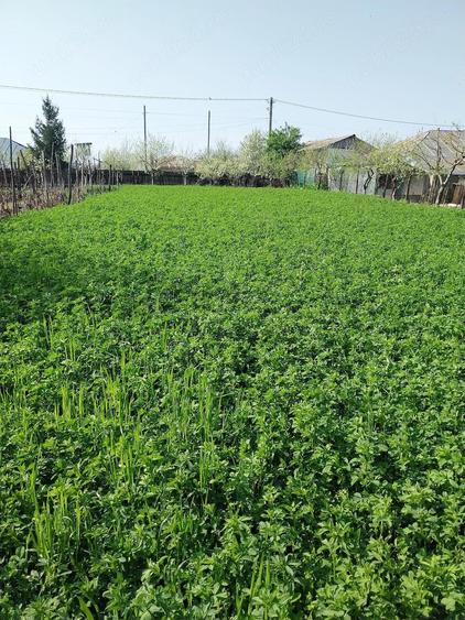 Vand casa ( teren 2.000 mp) in sat Pietrele, jud. Giurgiu - 8