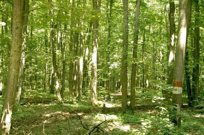 Pipera - padurea Baneasa, 352400 mp. teren pentru investitie extraordinara - 6