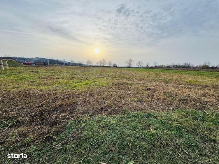 Teren intravilan 7620 mp la intrare in Diosig - 3