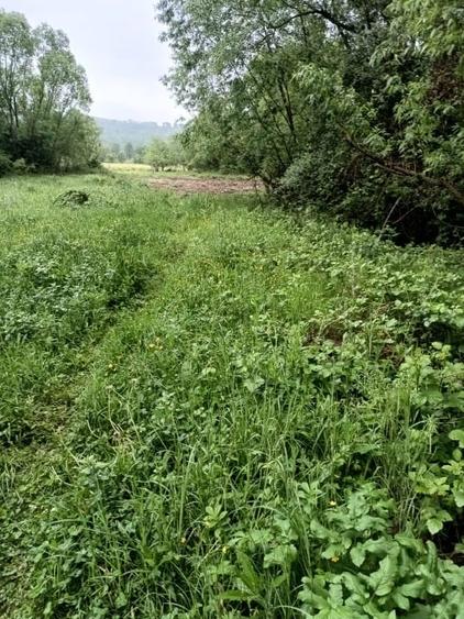 Teren de vanzare intravilan Com Fardea Jud Timis - Langa lacul Surduc - 8