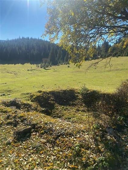 NOU - Teren extravilan la Poiana Horea - Belis - 16.000 mp - 5