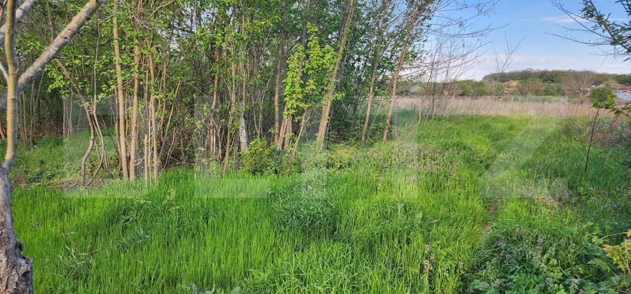 Teren 6650 mp, cu casa nefinalizata de 111 mp, in Nisipoasa. - 6