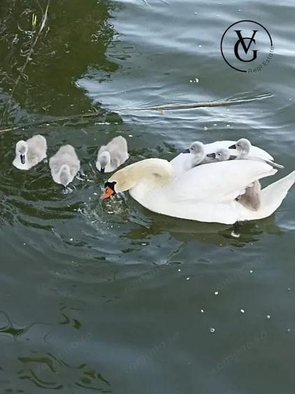 Vila - Mamaia Sat - pe malul lacului - 7