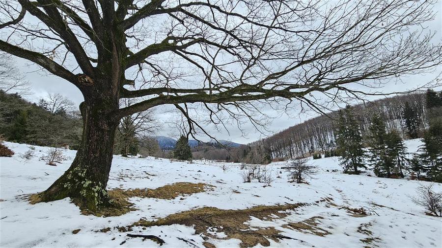 Teren extravilan de 4900 mp, în 13 Decembrie