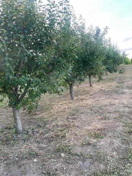 Casă cu 4 camere cu Teren 2500 Mp în Berceni