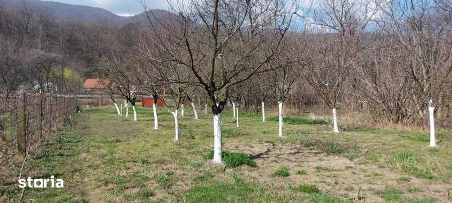 Teren de 1000 mp, în Central