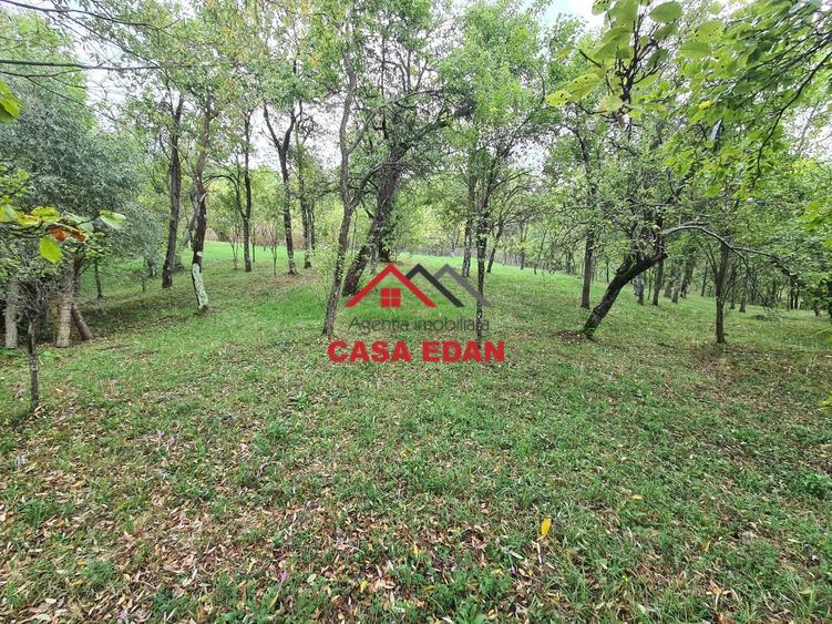 Teren Construcții intravilan de 5991 mp, în Șotrile