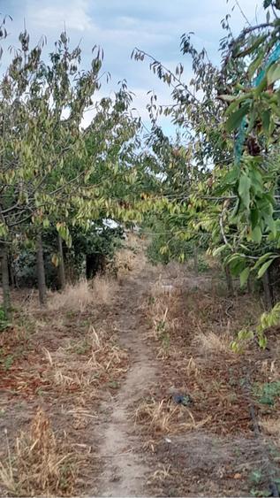 Teren de 5000 mp, în Coteana