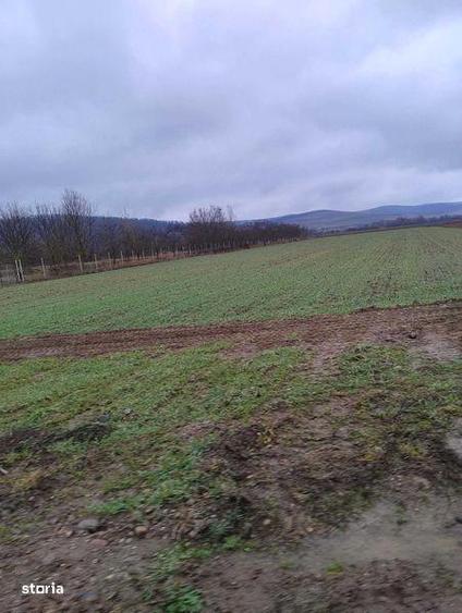 Teren de 15350 mp, în Oșorhei