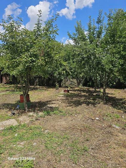 Vand teren intravilan 1.000 mp cu casa veche Vieru, Giurgiu - 6