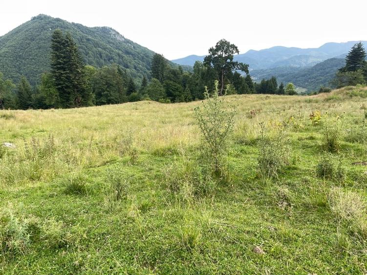 Teren Construcții intravilan de 12750 mp, în Pârâul Rece