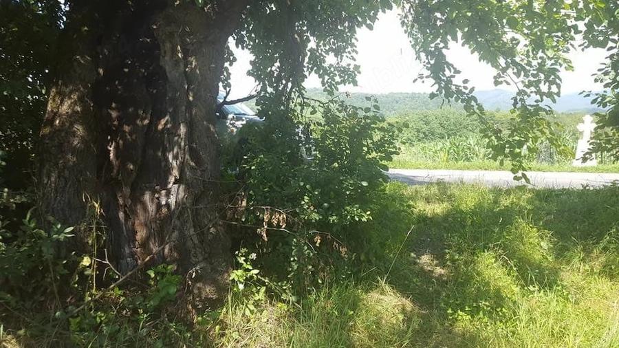 Teren de 5500 mp, în Borlova
