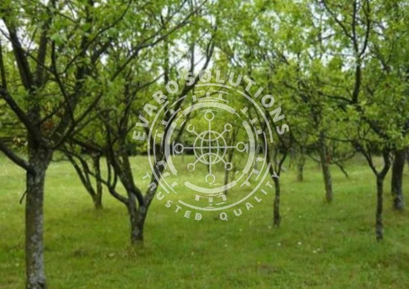 Teren intravilan 3550mp | Zona superba | Teisani - Prahova - 4