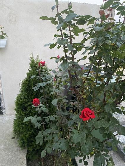 Casă cu 4 camere în Jilava