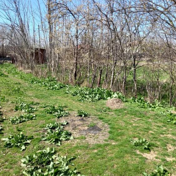 Teren de 5000 mp, în Mihai Viteazu