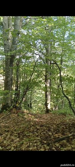 Vand padure + teren - 1