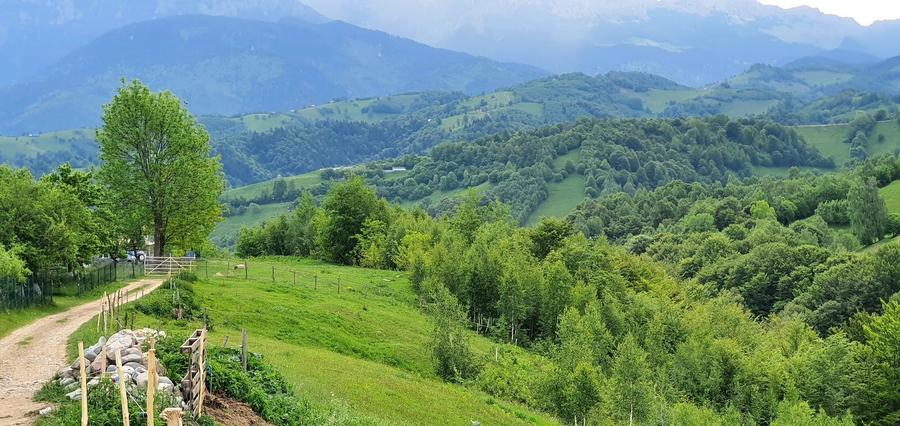 Teren Construcții extravilan de 2500 mp, în Peștera