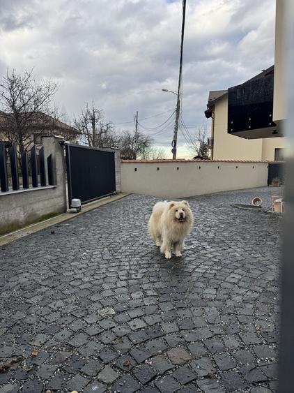 Casă cu 4 camere cu Teren 300 Mp în Dosu Bricii