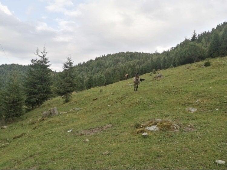 Teren Construcții intravilan de 10000 mp, în Muntele Rece