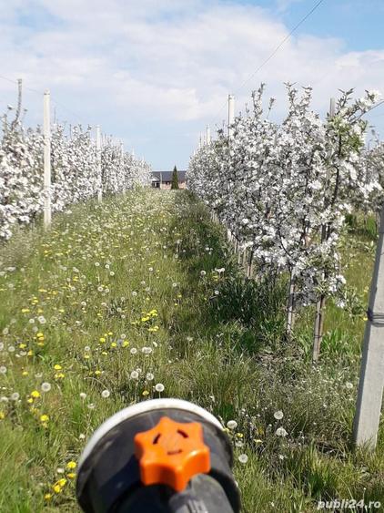 Teren de 3600 mp, în Bosanci