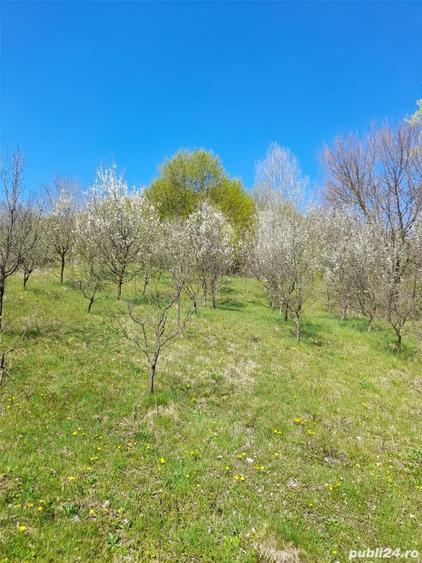Teren de 46 mp, în Brănești