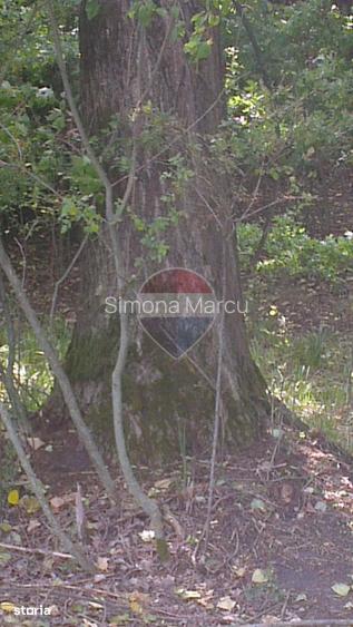 DE VANZARE FOND FORESTIER PRIVAT | 100,9 ha | Jude?ul Suceava