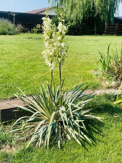 Casa moderna in Balotesti, 4 cam, 3 bai, curte superba 730 mp, 0% comision - 15