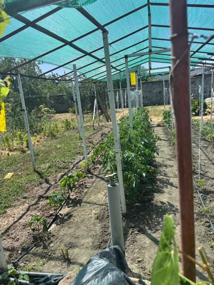 Vand casa in sag cu  gradina mare 277000 euro - 10