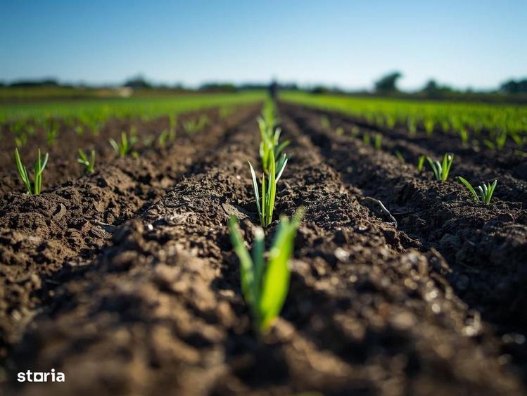 Vanzare Teren Extravilan Arabil, Pasune Chesint, Zabrani Arad, 48.86ha - 5