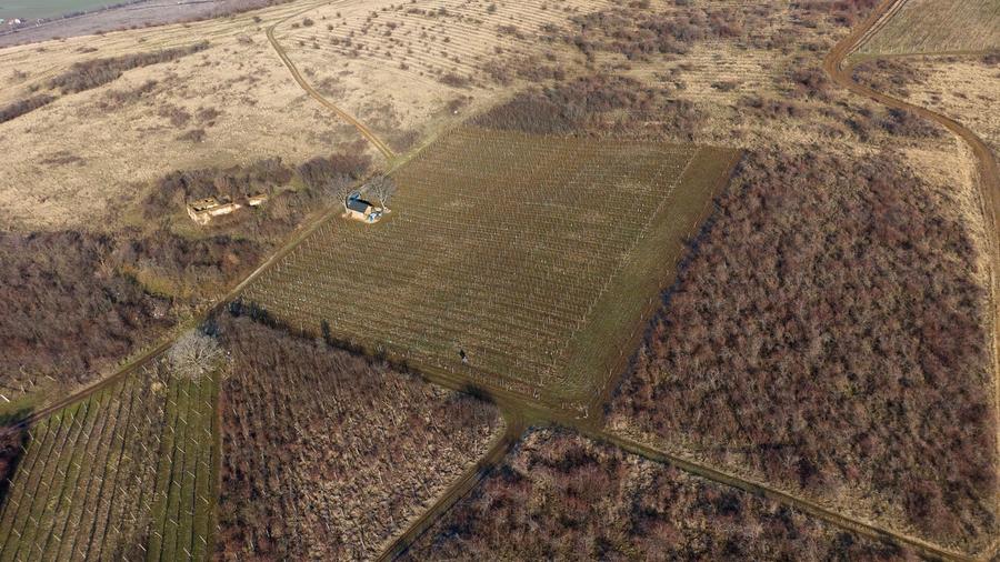 Vita-de-vie Premium  teren de 6800 mp în Covăsinț - 4