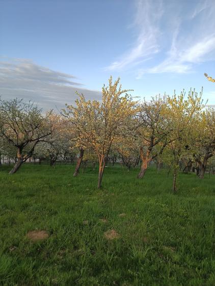 Vand teren intravilan - 8