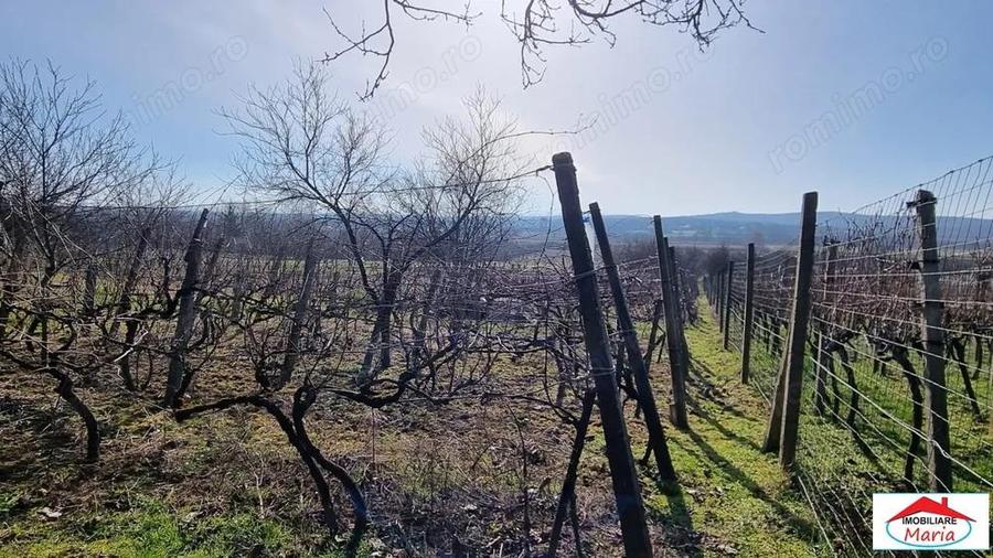 Teren intravilan in Viile Satu Mare 23000 Euro - 5