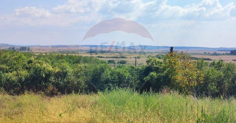 Loc de casa si teren cultivat cu vita de vie 1,28 Ha Sant... - 7