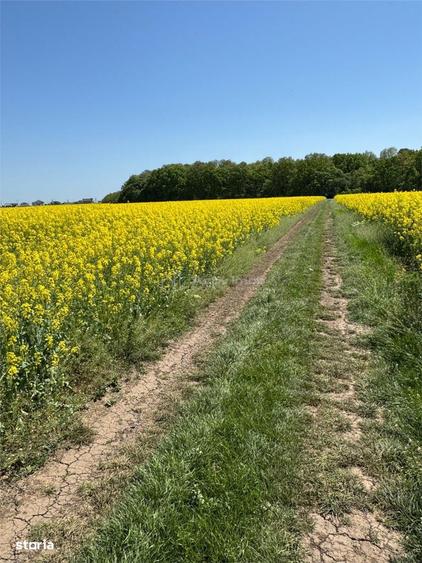 Teren Intravilan - Dascalu - 13500mp - deschidere 34.5mp - 1
