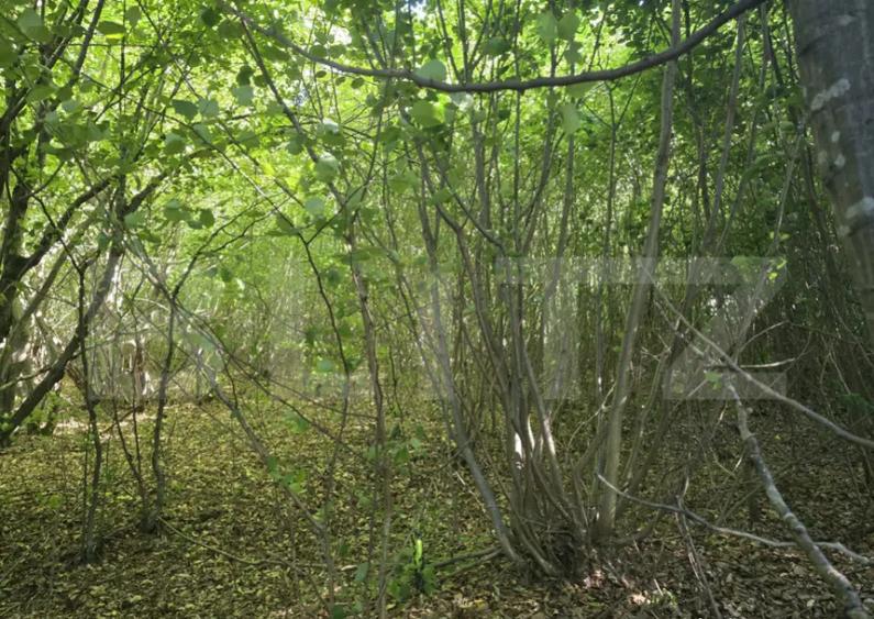 Teren la liziera padurii Faget - 7