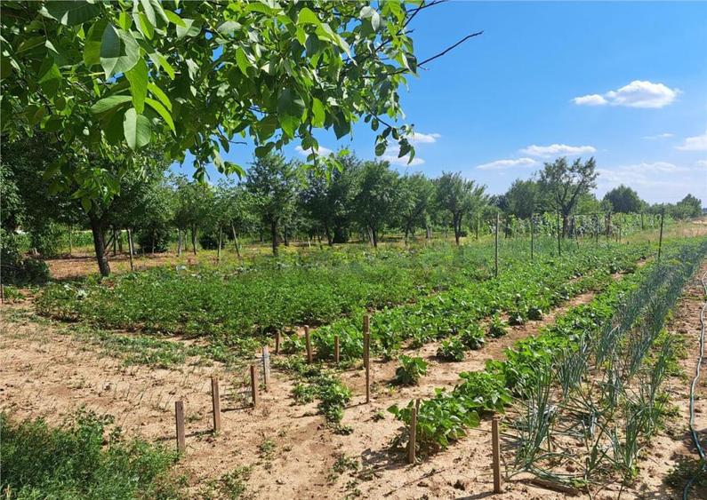 RECO Casa in Sanlazar - 7