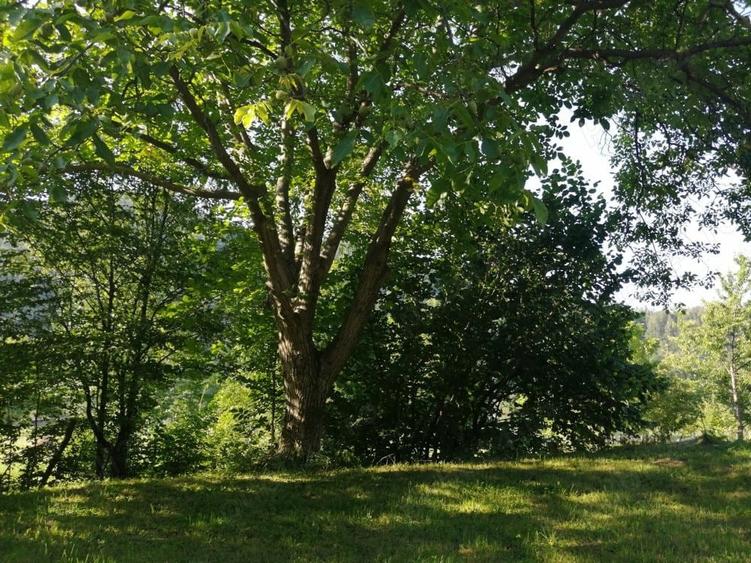 Vand casa ?i teren 2500 mp la munte in Valea Uzului. - 6
