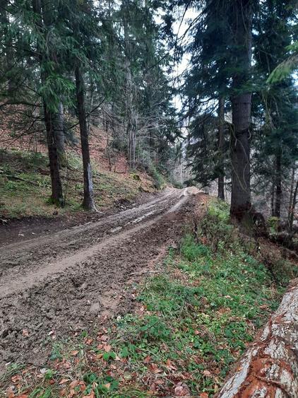 Teren agricol extravilan de 2500 mp, în Vădurele (Alexandru cel Bun)