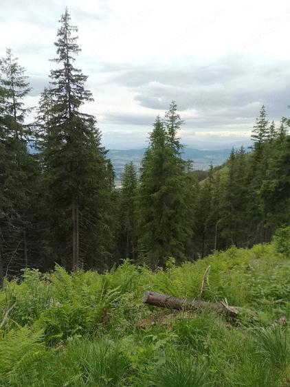 Teren de 25000 mp, în Central