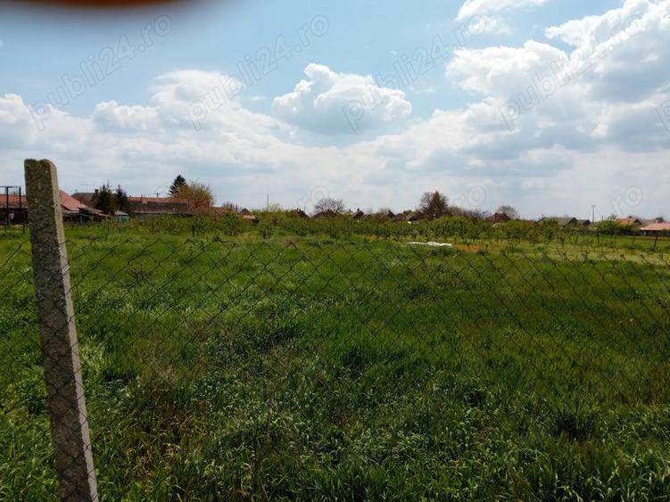 Casa Teremia Mare SI plantatie - 5