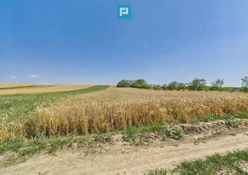 Teren intravilan + extravilan in Remetea Mica - 1