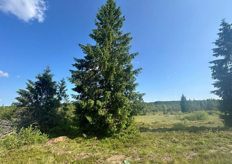 Teren Belis 1000mp - 10