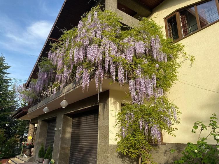 Casă spațioasă în Chiajna- Roșu, ideală pentru rezidențial sau afaceri! - 3