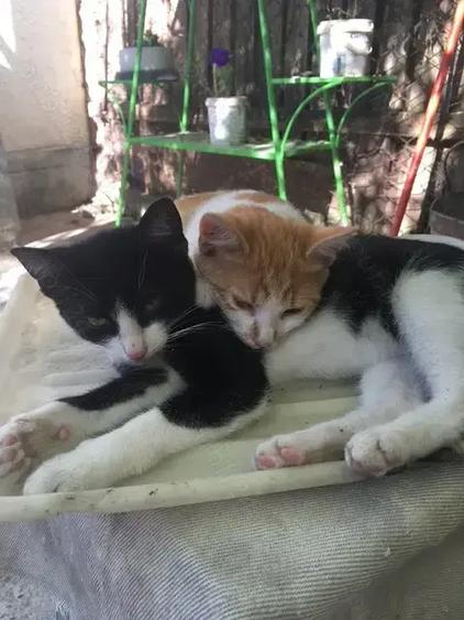 Casa de vanzare in Bivolari, jud. Ia?i 3 camere, teren 1152 mp - 5