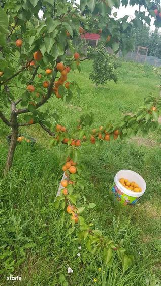 Teren intravilan de vanzare - 6200mp, padure in apropiere - 7