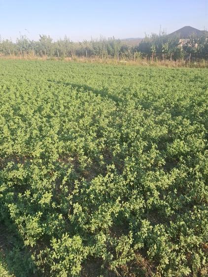 Vand teren intravilan in curtesti - 1