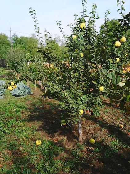 Vanzare teren intravilan (sat Maldaresti, comuna Dealu Morii, jud. Bacau) - 6
