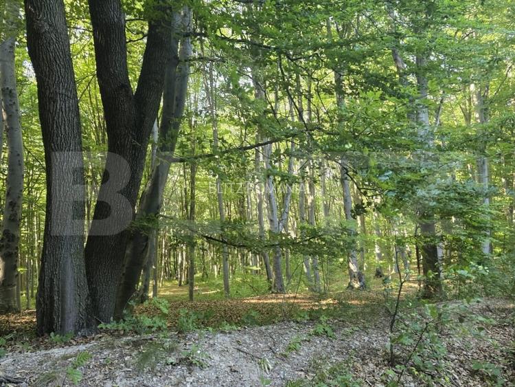 Teren de 524 mp  la liziera padurii Faget